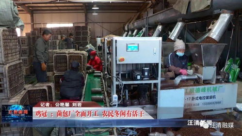 雞冠菌包廠全面開工，網絡工程賦能，農民冬閑有活干